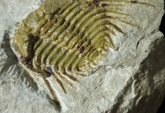 Kettneraspis seiberti BASSE in BASSE & MLLER 2004 - Bild © FossNet FossilienStore